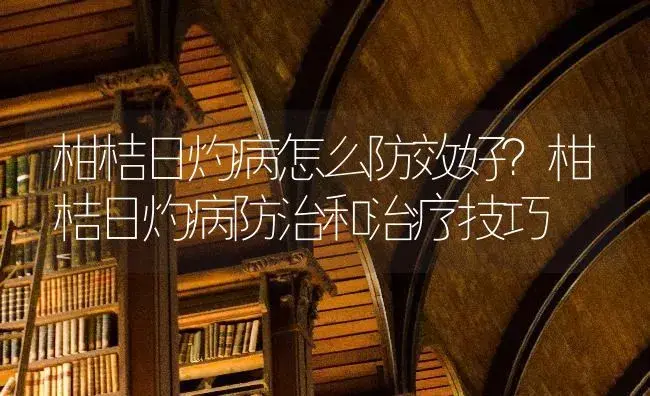 柑桔日灼病怎么防效好？柑桔日灼病防治和治疗技巧 | 果木种植