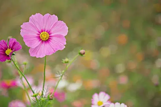 格桑花花语，格桑花有毒吗