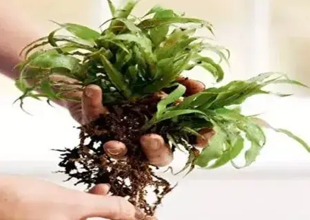 盆景制作 | 苔玉球盆景DIY自制方法图解