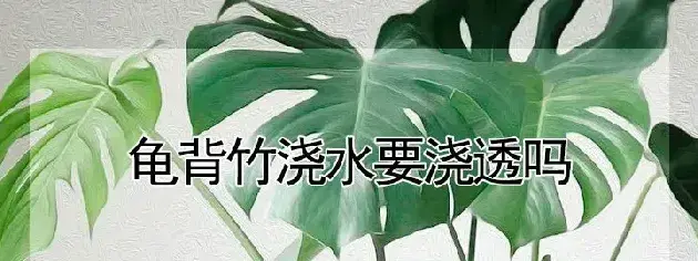 龟背竹浇水要浇透吗