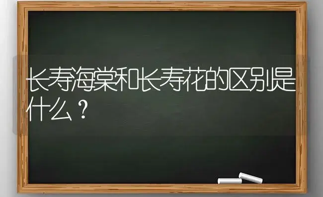 长寿海棠和长寿花的区别是什么？ | 多肉养殖