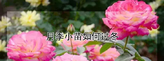 月季小苗如何过冬