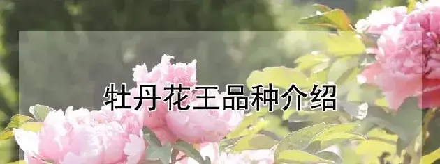 牡丹花王品种介绍