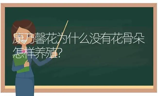 绣球属于什么品种？ | 绿植常识