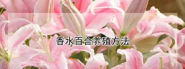 香水百合养殖方法