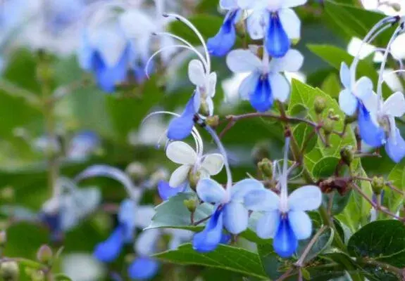 不同颜色仙客来花语有哪些？