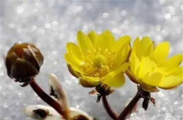 冰凌花的花期和花语寓意 冰凌花的功效与作用