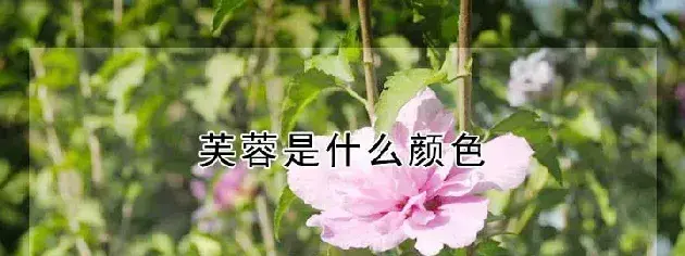 芙蓉是什么颜色