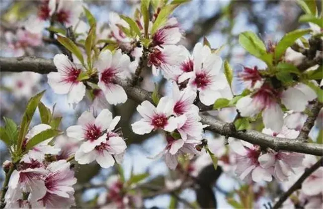 杏树花果期管理要点