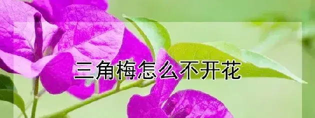 三角梅怎么不开花