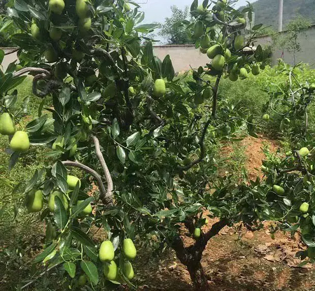 关于枣树的需肥特点