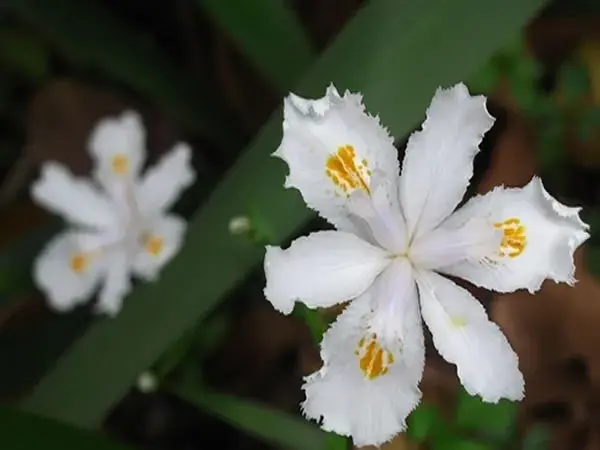 鸢尾花花语大全有哪些？