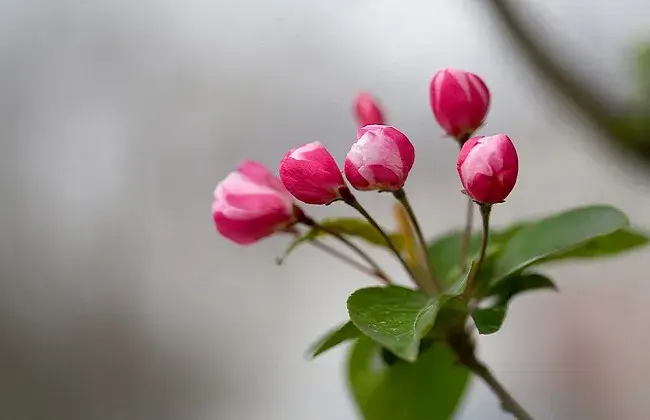 海棠花叶片发黄怎么回事