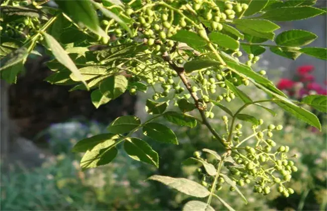 花椒树的修剪技术