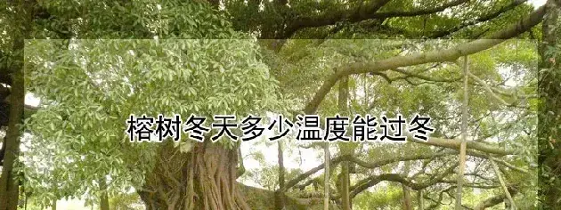 榕树冬天多少温度能过冬