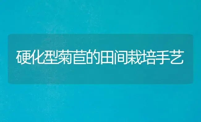 硬化型菊苣的田间栽培手艺 | 家庭养花