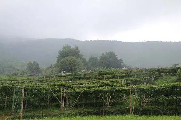 种植百香果适宜的海拔是多高？