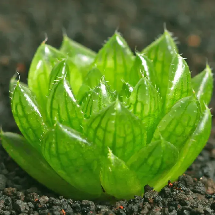 最容易烂根的多肉植物-玉露