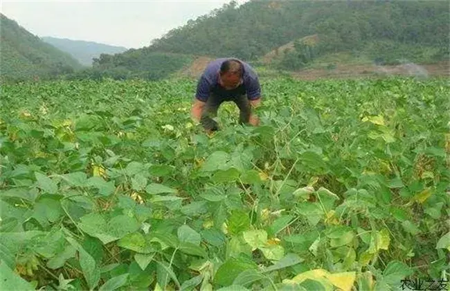 大豆对环境条件的要求