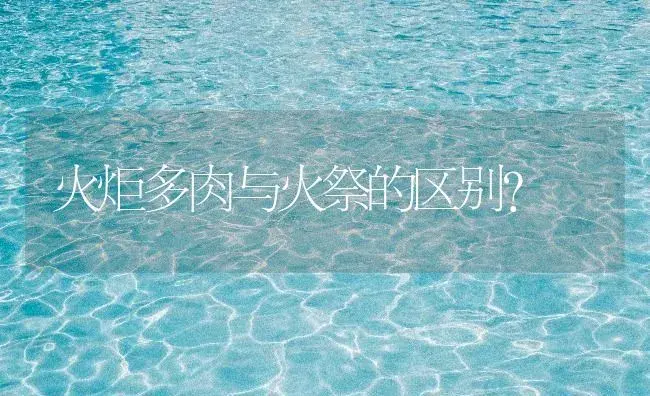 火炬多肉与火祭的区别？ | 多肉养殖