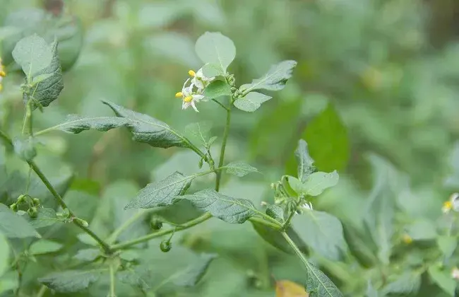 龙葵的栽培办法