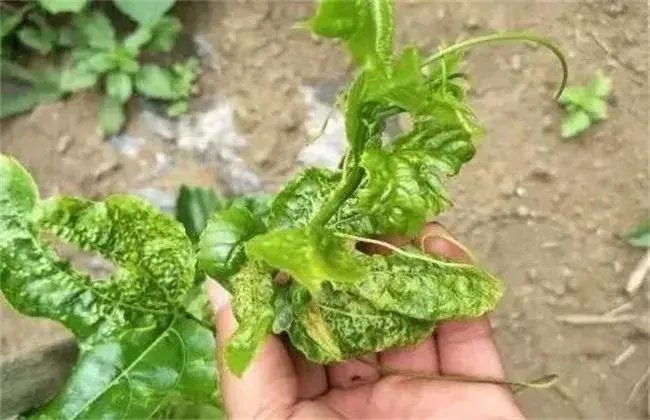 百香果种植管理技术