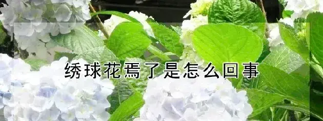 绣球花焉了是怎么回事