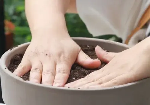 花卉果蔬盆景 | 百合花在休眠状态下能换盆吗