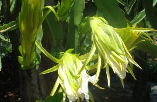 昙花和火龙果花的不一样