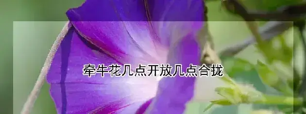 牵牛花几点开放几点合拢