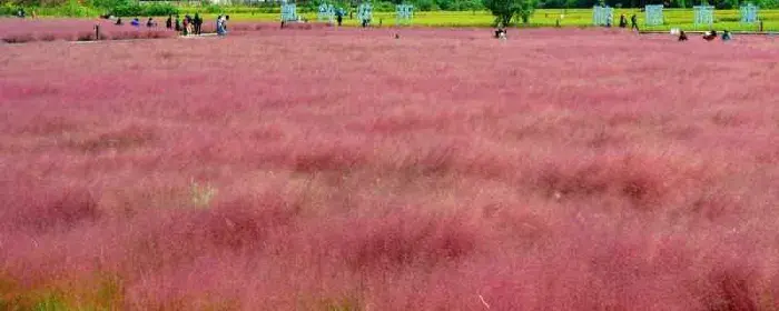 粉黛乱子草花语是等待的原因