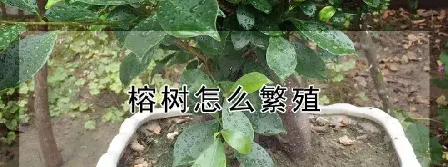 榕树怎么繁殖