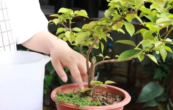 盆栽浇水 | 三角梅旺盛期如何浇水 关键在于掌握这两点