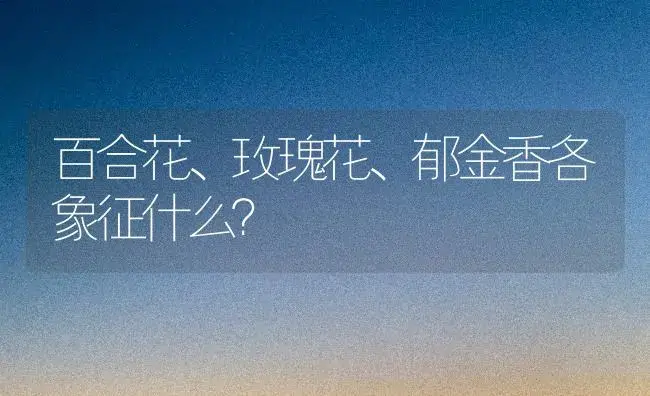 百合花、玫瑰花、郁金香各象征什么？ | 绿植常识