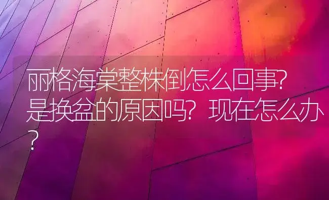 丽格海棠整株倒怎么回事?是换盆的原因吗?现在怎么办？ | 绿植常识