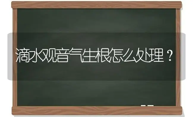 滴水观音气生根怎么处理？ | 多肉养殖