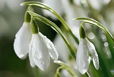 雪滴花的花语传说有哪些？