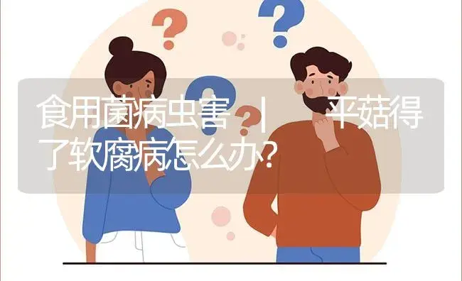 平菇得了软腐病怎么办？ | 菌菇种植