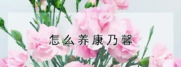 怎么养康乃馨