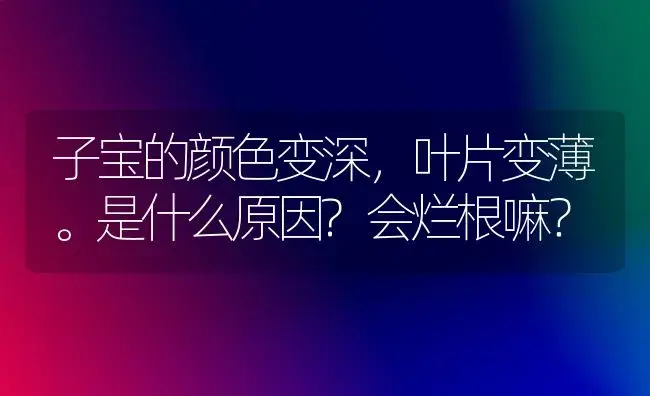 子宝的颜色变深,叶片变薄。是什么原因?会烂根嘛？ | 多肉养殖