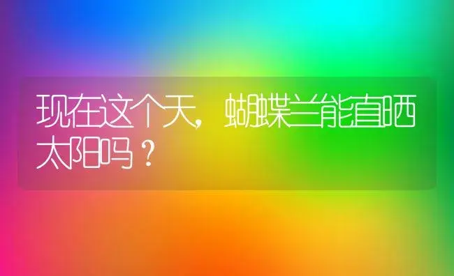 现在这个天，蝴蝶兰能直晒太阳吗？ | 绿植常识