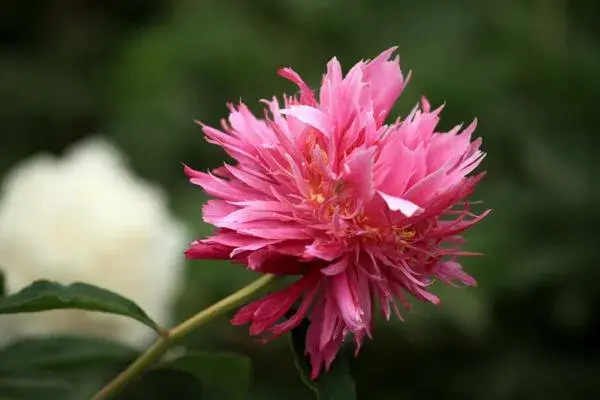 芍药花语是什么，象征友情以及依依不舍的爱恋