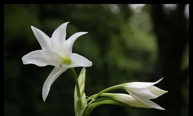 那些花的花语，你真的都知道吗？快来收藏吧