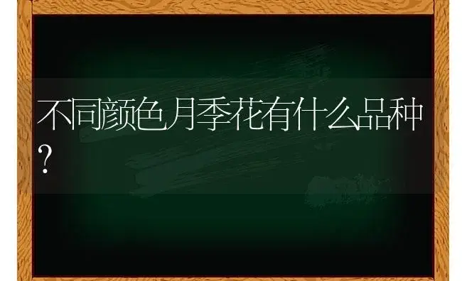 不同颜色月季花有什么品种？ | 绿植常识