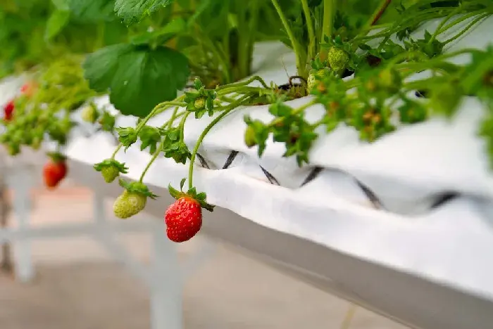 草莓1月管理技术要点有哪些？棚室草莓怎样安全越冬？