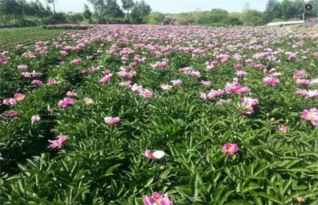 白芍的栽培前景