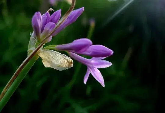 紫娇花什么时候开花，紫娇花花期管理/花语铭记于心