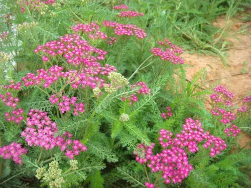 蓍草的花语是什么？