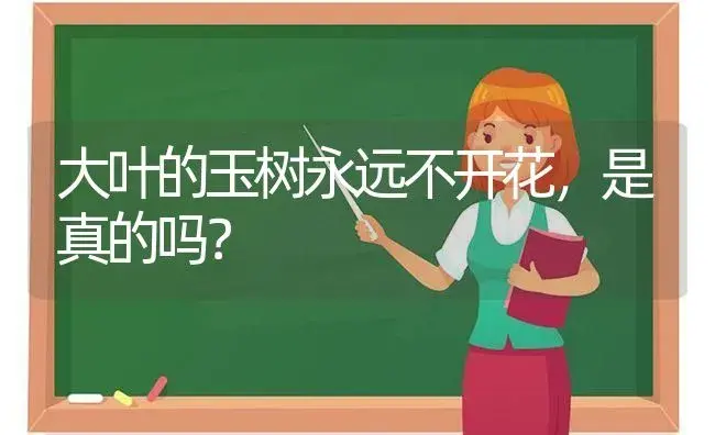 大叶的玉树永远不开花,是真的吗？ | 多肉养殖