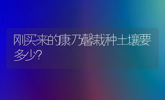 刚买来的康乃馨栽种土壤要多少？ | 绿植常识